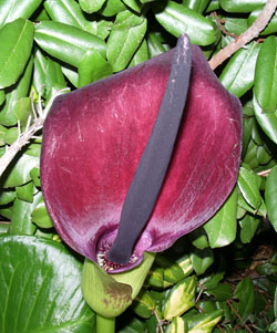 Smelly Arum Lily